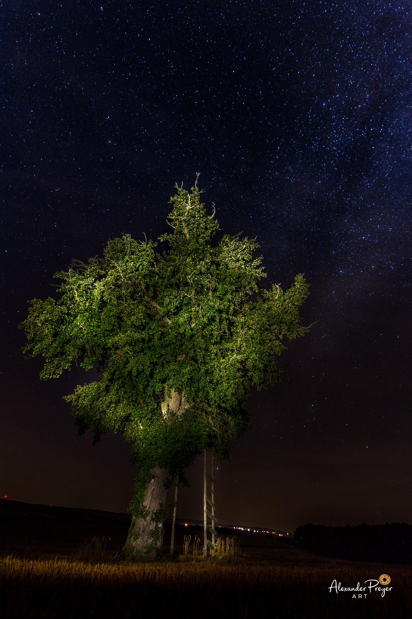 Alter Birnbaum unterm Sternenhimmel