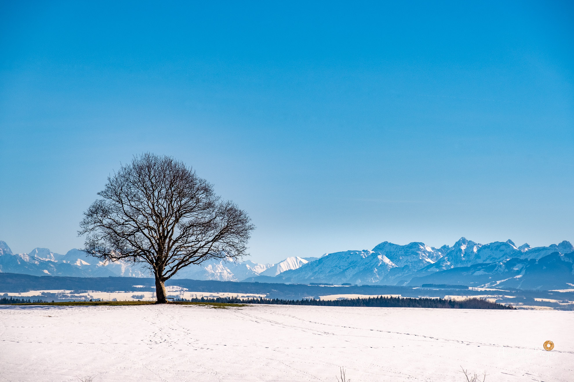 Traumbaum mit Alpenpanorama