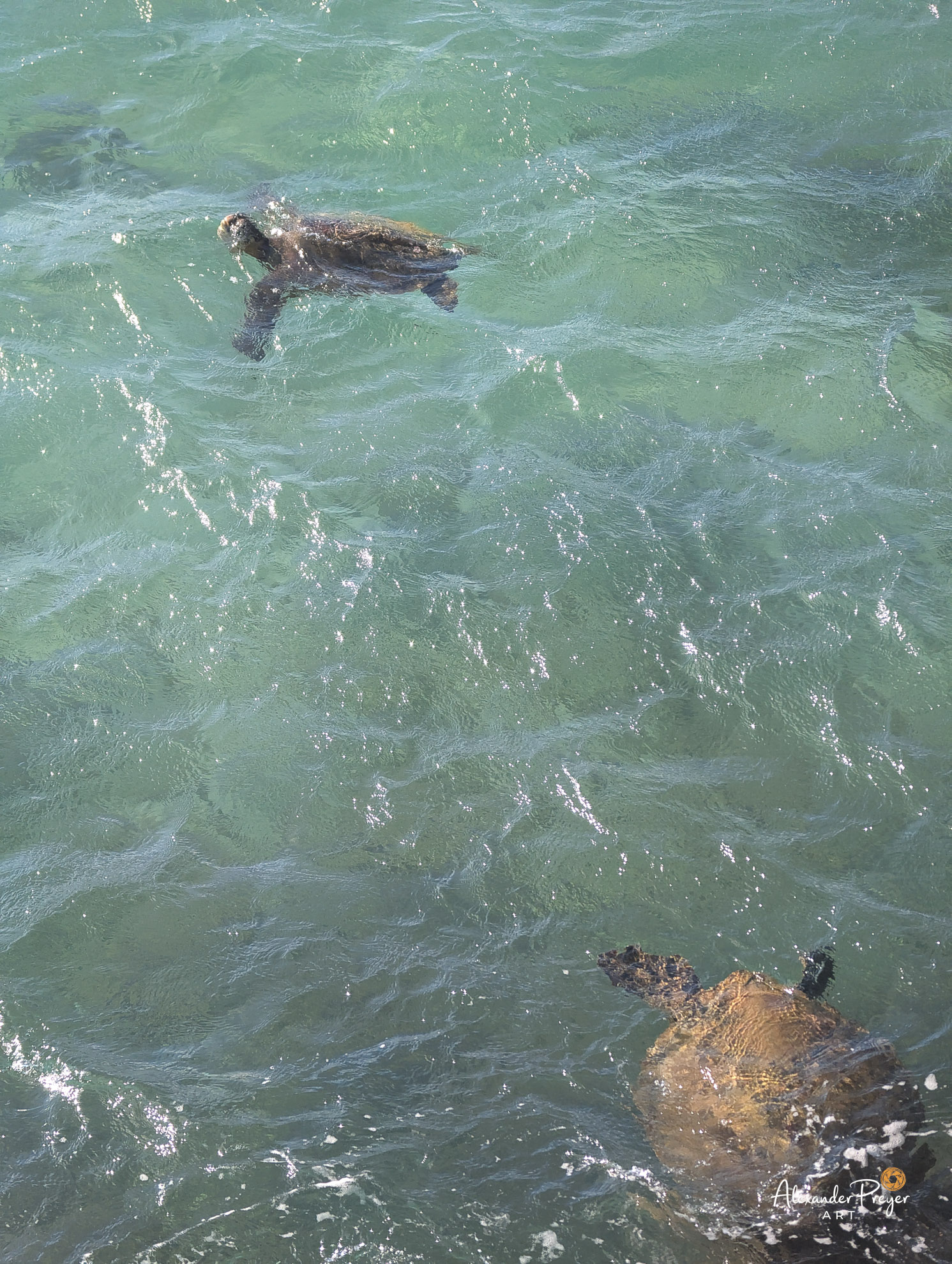 Meeresschildkröten auf Maui