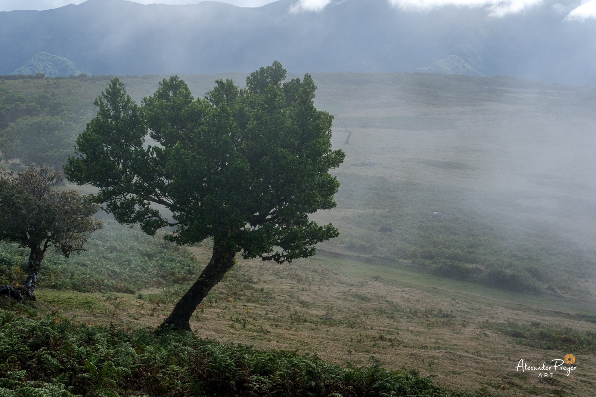 Madeira Fanal Baum Nebel