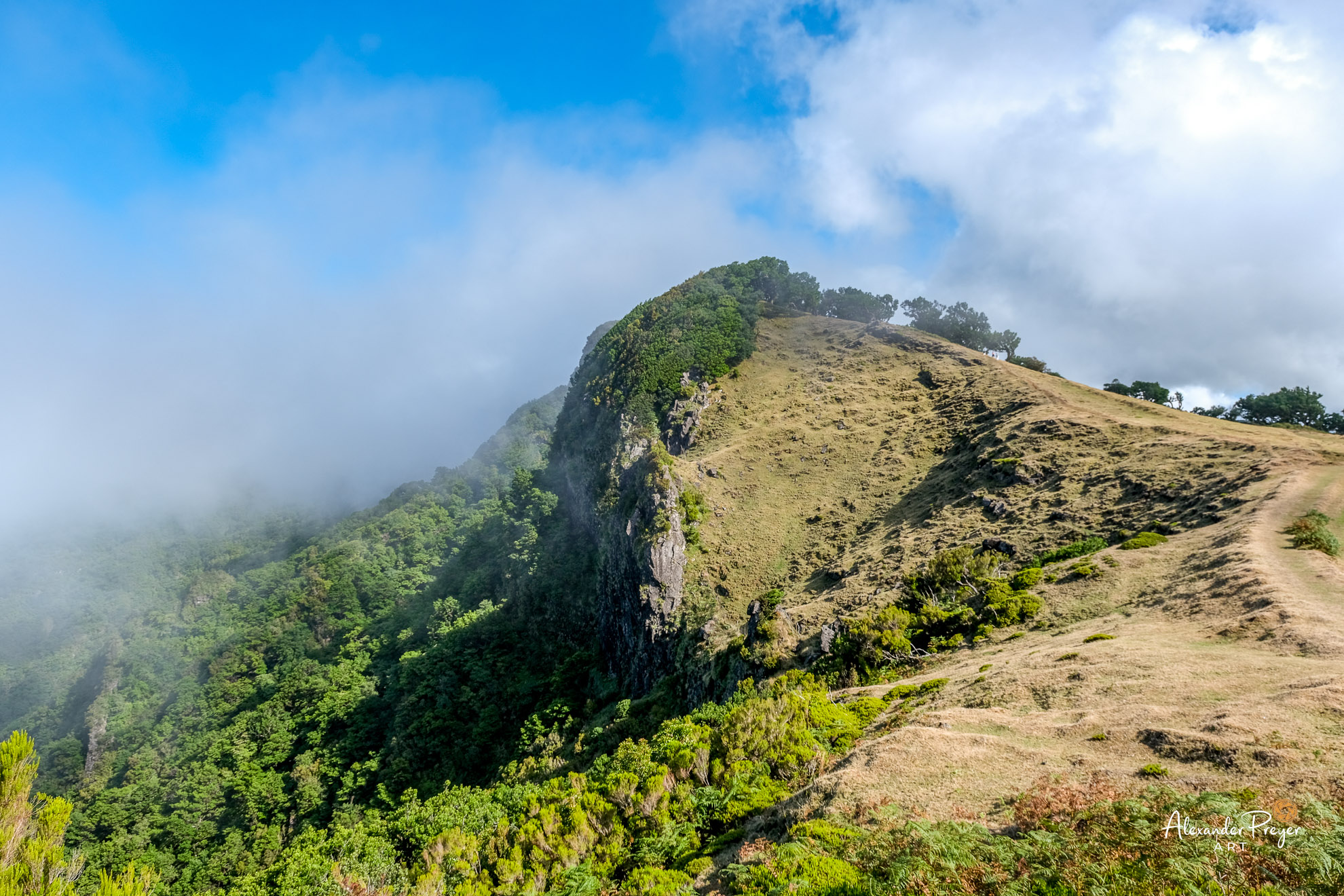 Madeira Fanal Landschaft