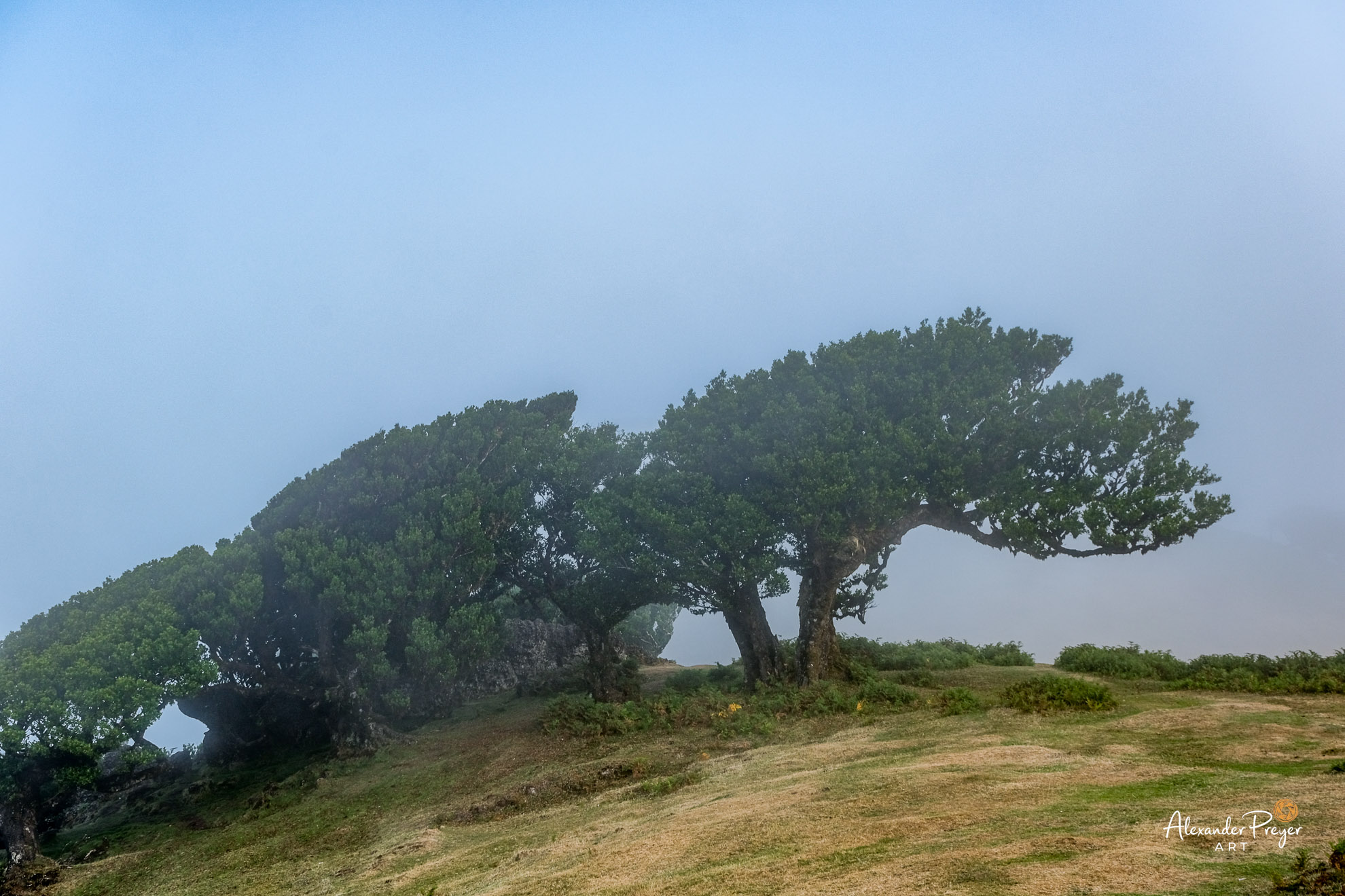 Madeira Fanal Nebel