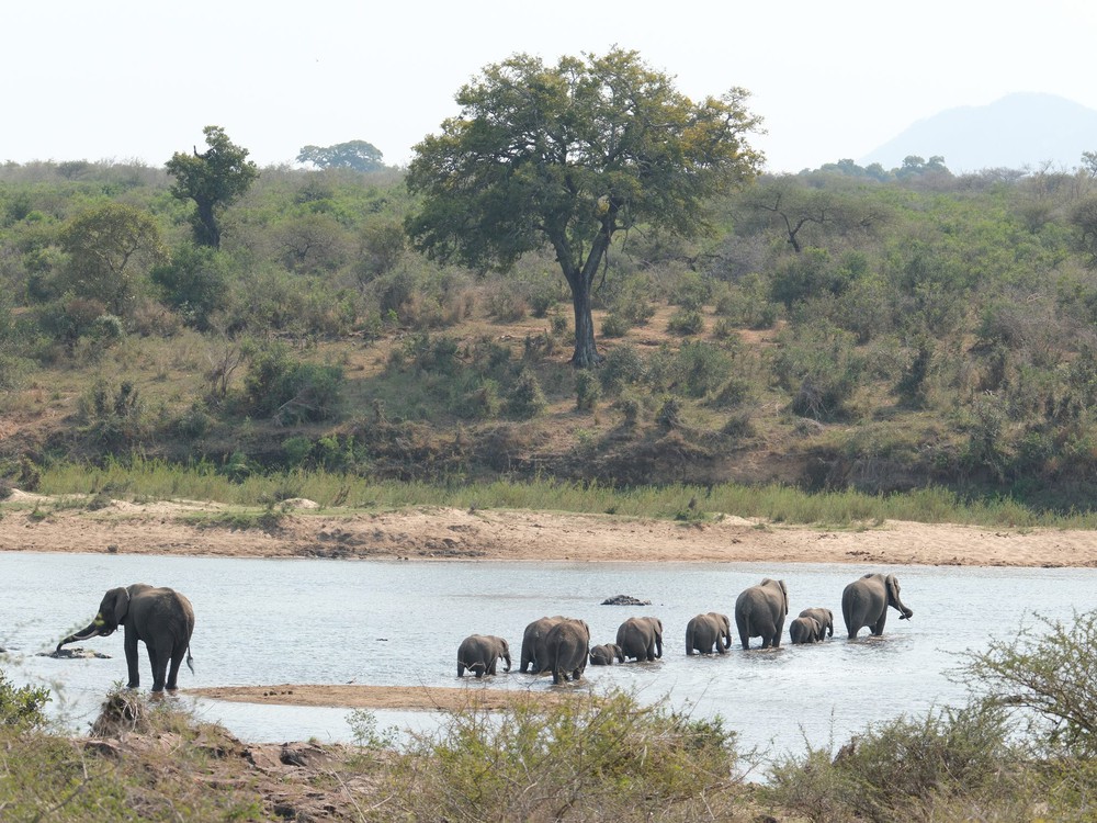 Elefantenherde quert Fluß