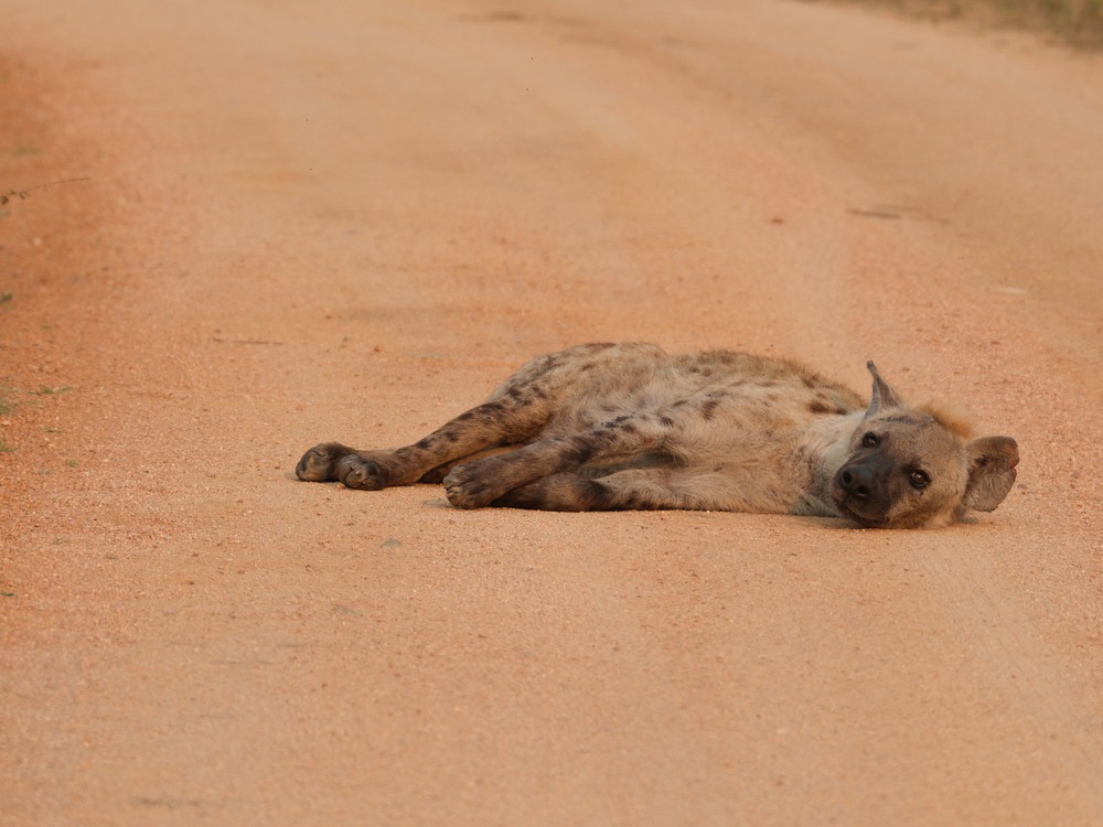 Hyäne