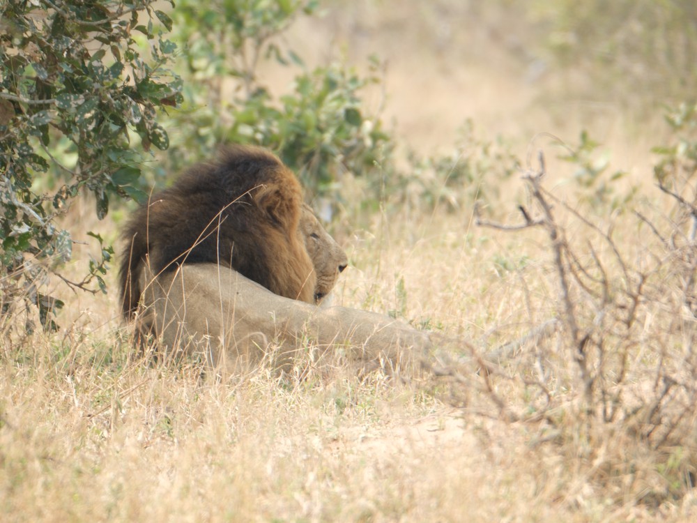 Löwe bei der Mittagsruhe